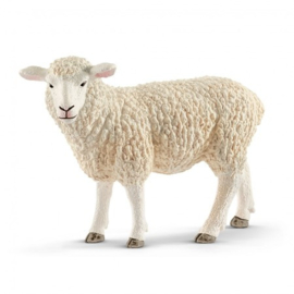 Schaap