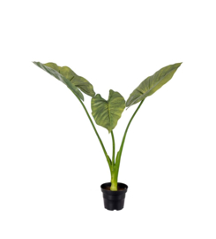 ALOCASIA 50CM