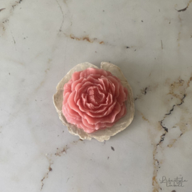 Geurbloem rose