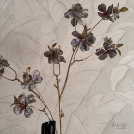 Zijdebloem clerodendrum