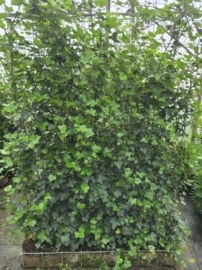 Hedera Hibernica Kant en klaar Haag 120x200
