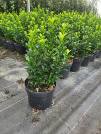 Buxusvervanger Euonymus Green Spire