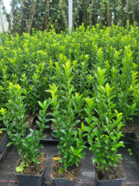 Buxusvervanger Euonymus Green Spire