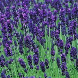 Lavendel Hidcote