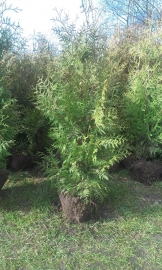 Thuja Brabant