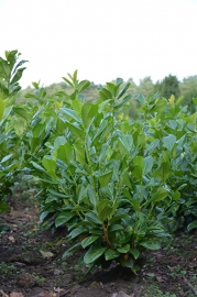 Laurier Rotundifolia