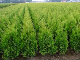 Thuja Brabant