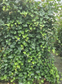 Hedera Hibernica Kant en klaar Haag 120x200