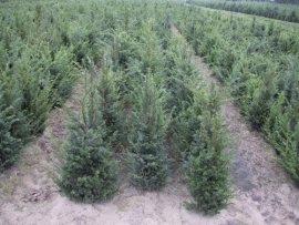 Taxus baccata