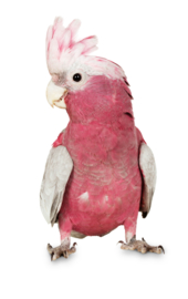 Muursticker papegaai roze- Muurstickers dieren