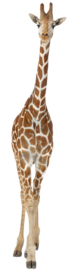Muursticker giraf - Muurstickers dieren