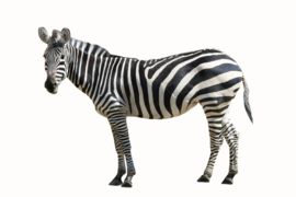 Muursticker zebra - Muurstickers dieren