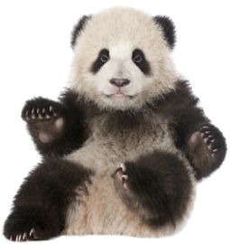 Muursticker panda - Muurstickers dieren