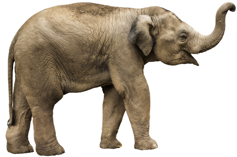 olifant - Muurstickers Muurstickers dieren | Geboortesticker Company