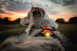 Orbiloc Dog Dual Light