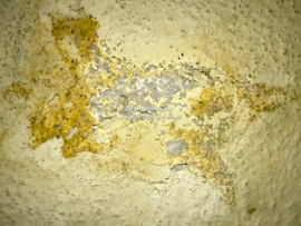 bruinverkleuring muur