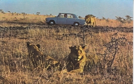 124 Sedan, standard size, Italian postcard (Sarig), about 1967