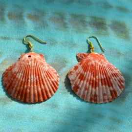Earrings Capri sea shells