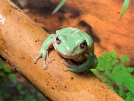 Koraalteenboomkikker (Litoria Caerulea) v.a. €20,-