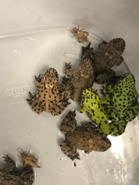 Koreaanse vuurbuikpad (Bombina Orientalis) v.a. €9,50