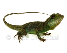 Wateragaam (Physignathus Cocincinus) v.a. €50,-