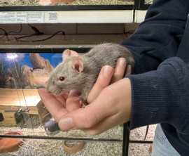 Rat Mink €25,-