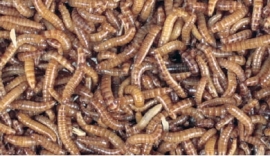 Buffalowormen 50gr