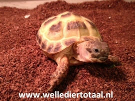 Vierteenlandschildpad (Testudo horsfieldii)