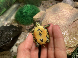 Florida Roodbuikschildpad (Pseudemys Nelsoni) €35,-