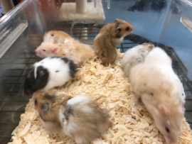 Syrische Hamster (Goudhamster) €15,-