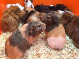 Cavia Gladhaar Vrouw €34,50