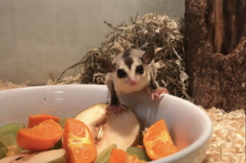 White-Face Sugar glider / Suikereekhoorn v.a. €290,-