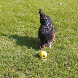 Speelgoed voor Kippen - ChickenFun Ball