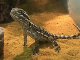 Dwergbaardagaam (Pogona Henrylawsoni) v.a. €100,-