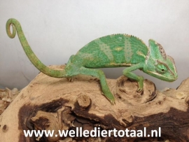 Jemen kameleon (Chamaeleo Calyptratus) €95,-