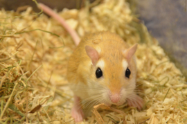 Cheesman’s Gerbil (gerbillus cheesmani) v.a. €25,-