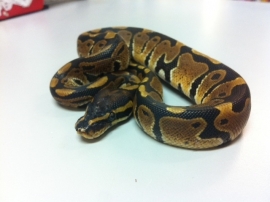 Koningspython (Python Regius) €95,-