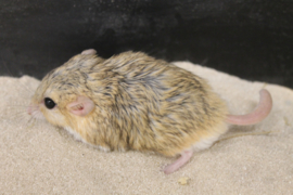 Dikstaartgerbil (Vetstaartgerbil) v.a. €20,-