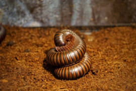 Afrikaanse Reuzenmiljoenpoot (Archispirostreptus gigas) €25,-