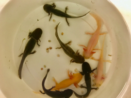 Axolotl / Ambystoma Melanisme v.a. €20,-