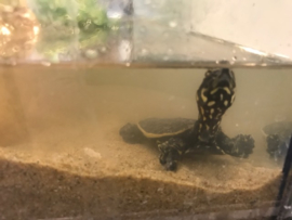 Woeste Drieklauw Weekschildpad (Apalone Ferox) v.a. €25,-