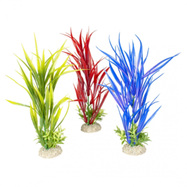 Plant Amazon Sword M 30cm