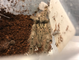 Heteroscodra Maculata v.a. €20,-