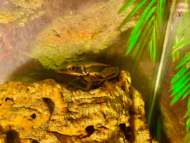 Rana Livida Odorrana (Groene Bergkikker) 