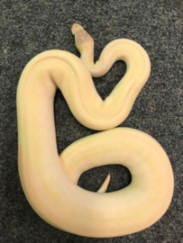 Python Regius, Supermojave, Blue Eye Leucistic