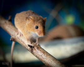 Bijzondere zoogdieren