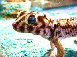 Wondergekko (Teratoscincus scincus) v.a. €50,-