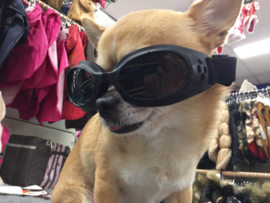 Honden zonnebril €9,95