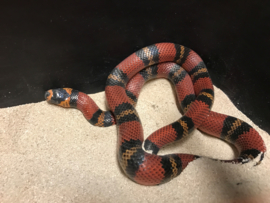 Koningsslang (Lampropeltis Triangulum Hondurensis Tricolor Orange) v.a. €45,-