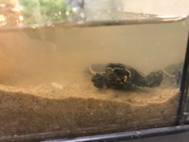 Woeste Drieklauw Weekschildpad (Apalone Ferox) v.a. €25,-